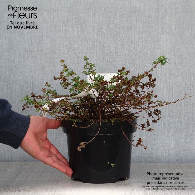 Spécimen de Potentilla fruticosa Medicine Wheel Mountain - Potentille arbustive Pot de 2L/3L tel que livré en automne