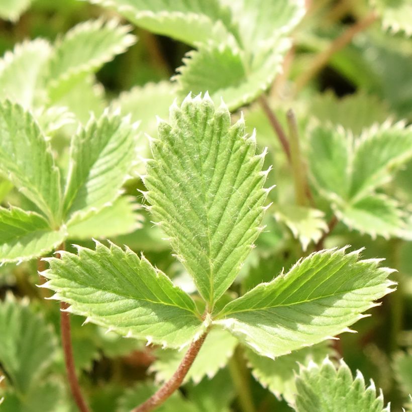 Potentille sanguine - Potentilla atrosanguinea (Foliage)