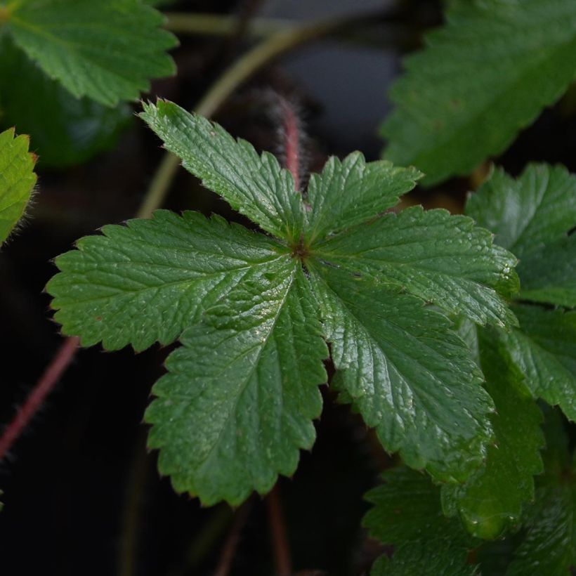 Potentille vivace - Potentilla hopwoodiana (Foliage)