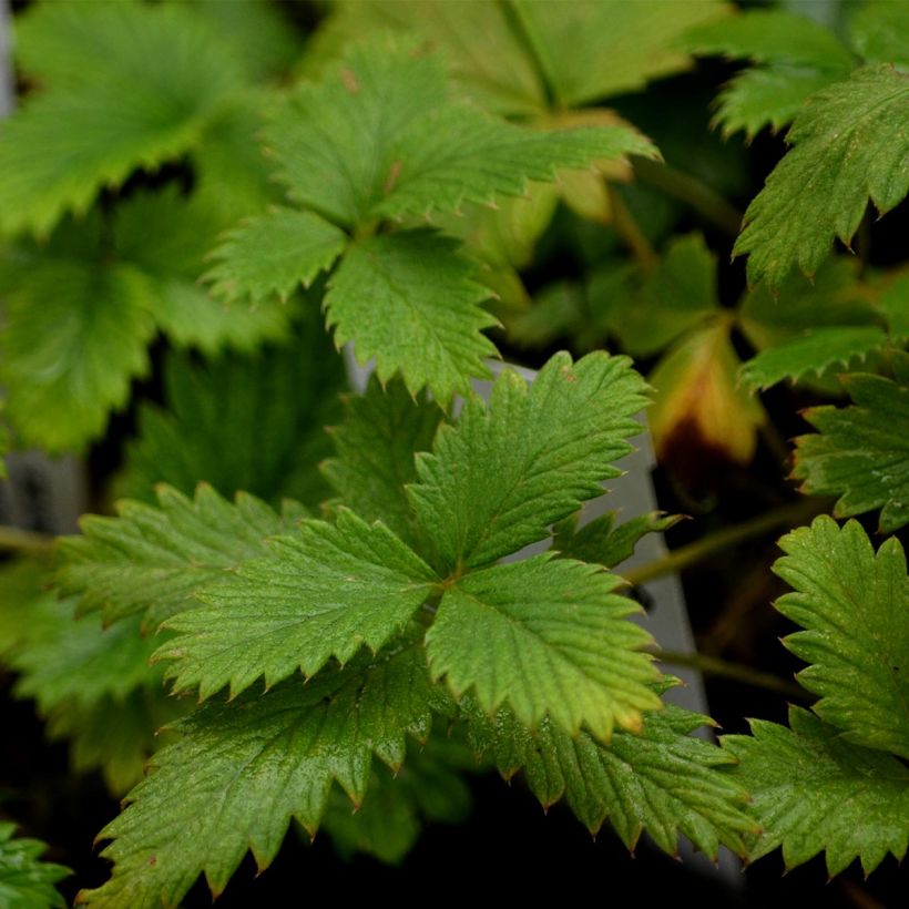 Potentille vivace - Potentilla Yellow Queen (Feuillage)