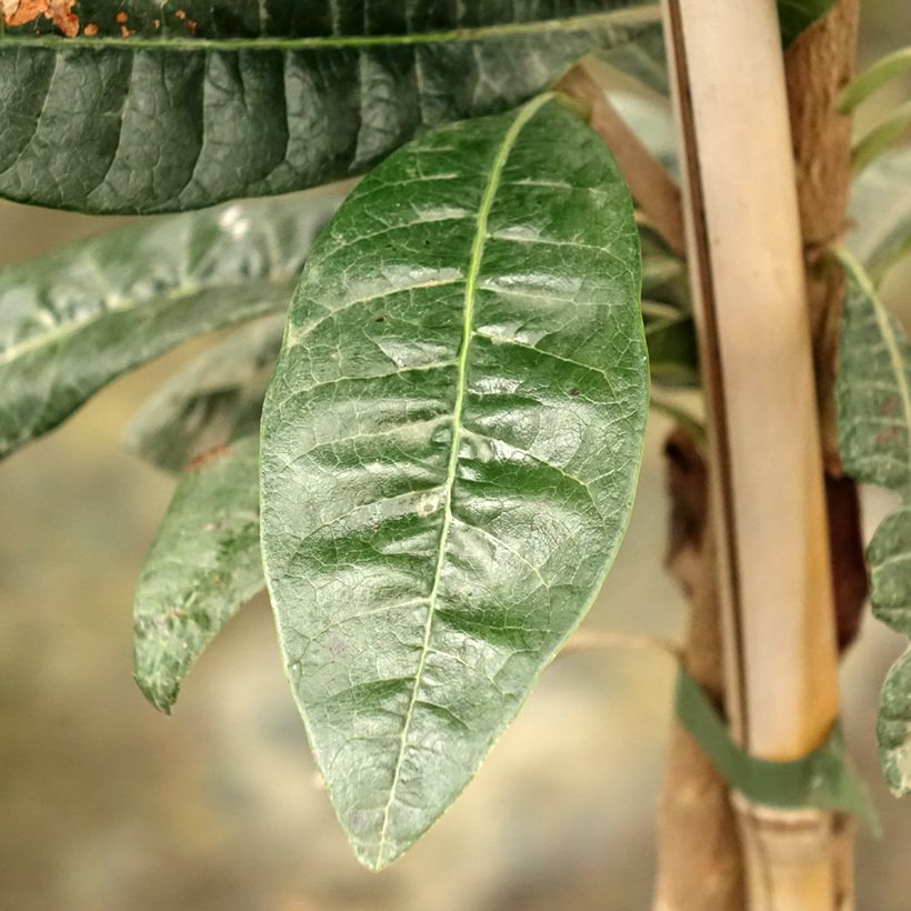 Pouteria obovata - Lucuma, Lucumo (Foliage)