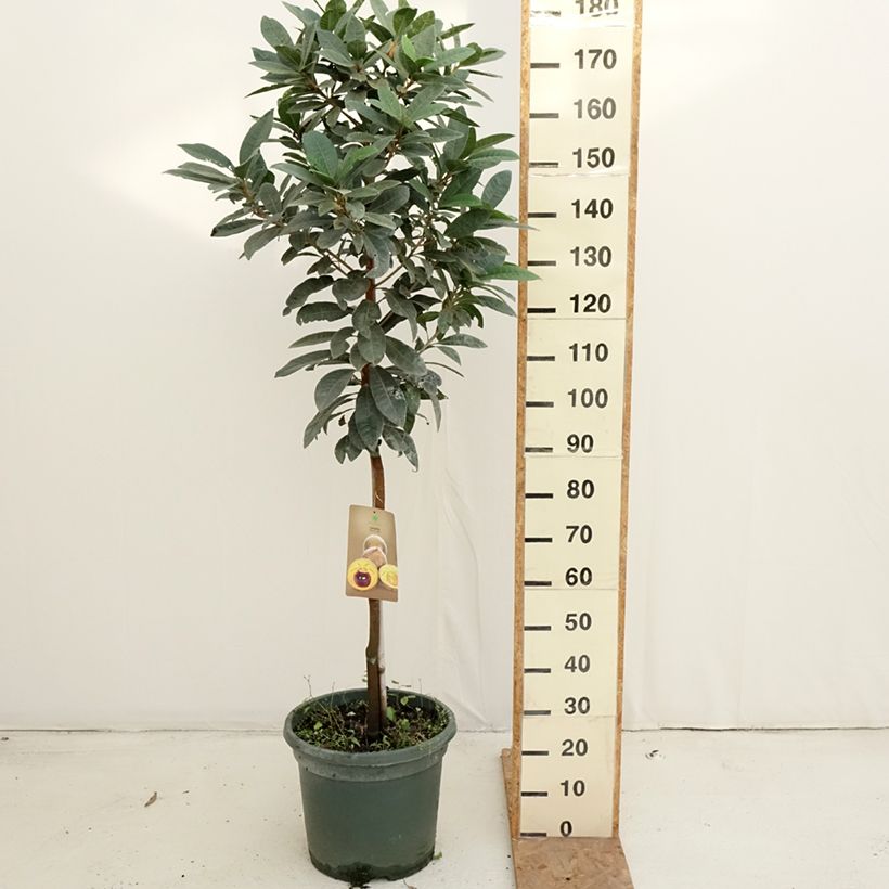 Spécimen de Pouteria obovata - Lucuma, Lucumo Pot de 20L/25L tel que livré en automne