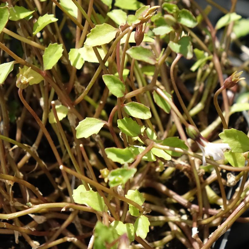 Pratia pedunculata Alba (Foliage)