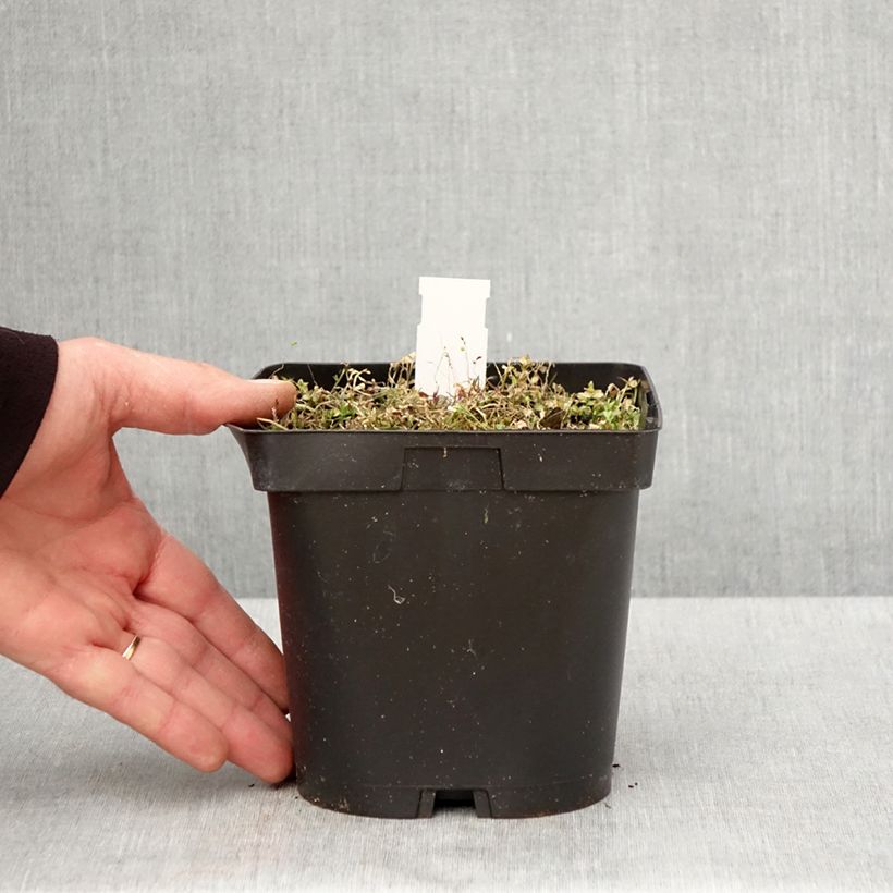 Example of Pratia pedunculata County Park Pot de 2L/3L as you get in printemps