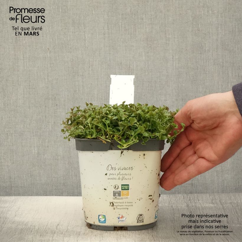 Example of Pratia pedunculata Pot de 2L/3L as you get in printemps