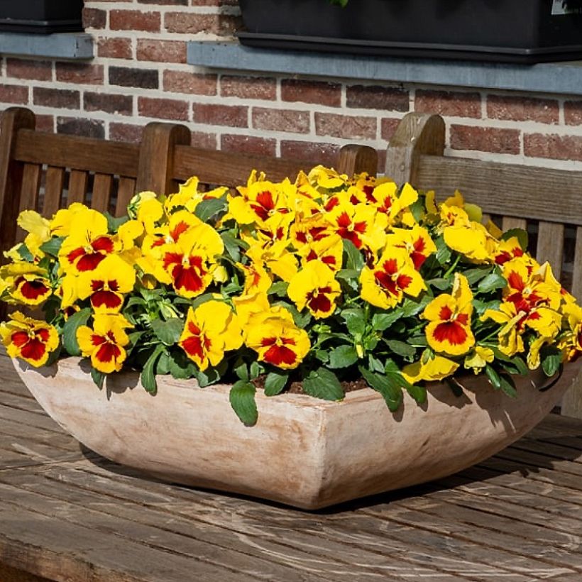 Pensée à Fleurs moyennes Prim Up Yellow Red Blotch - Viola wittrockiana (Plant habit)