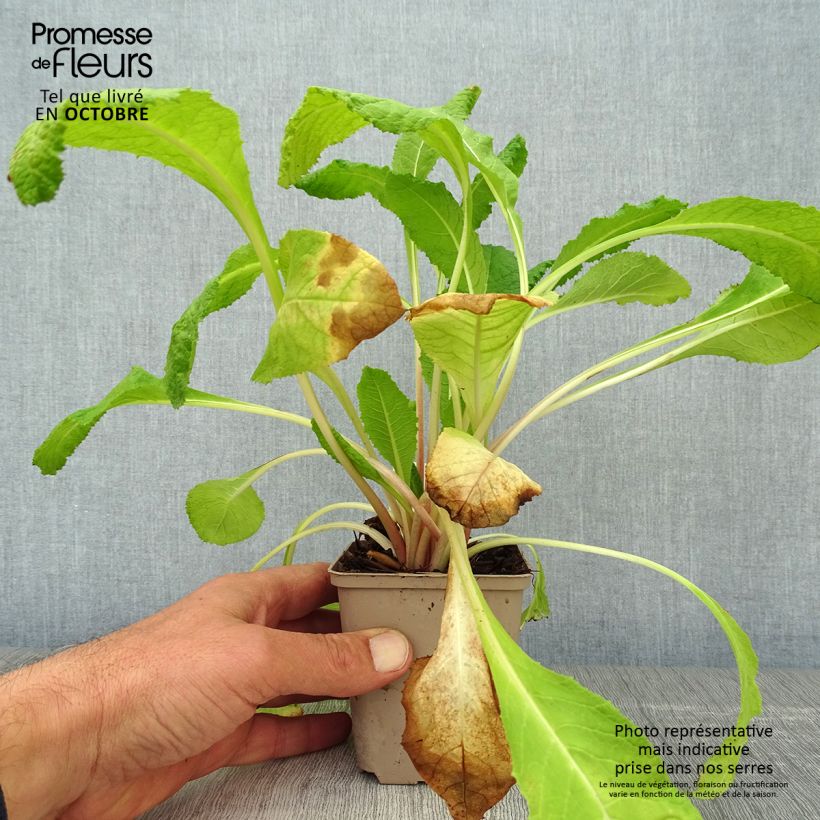 Spécimen de Primevère candélabre - Primula bulleyana Godet de 8/9 cm tel que livré en automne