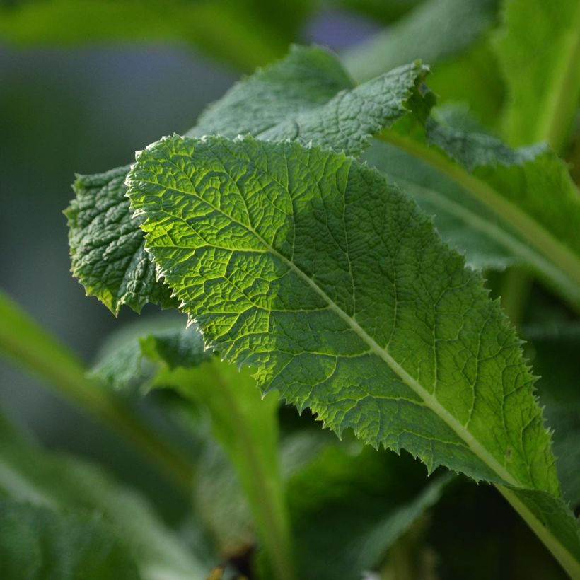 Primevère candélabre - Primula pulverulenta (Foliage)