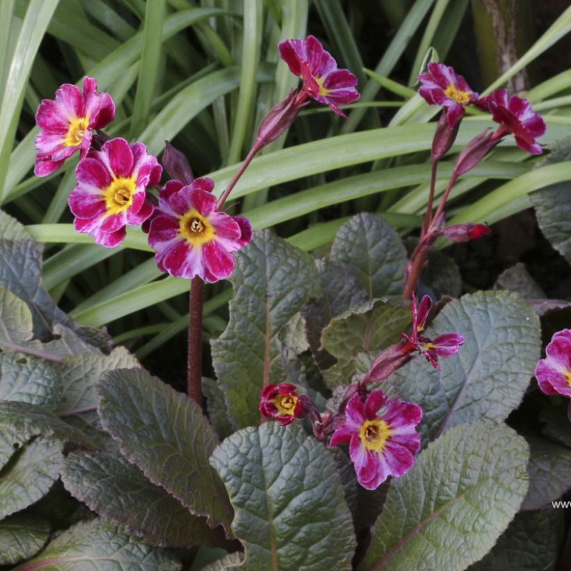 Primevère hybride Dark Rosaleen - Primula (Floraison)