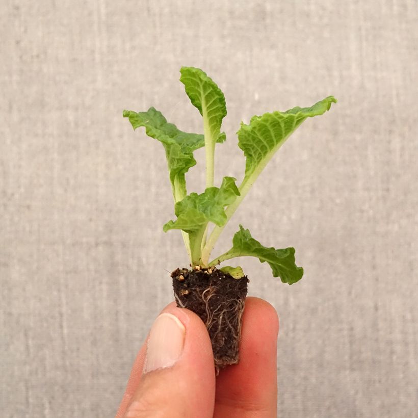 Example of Primevère Frilly White - Primula acaulis Mini-motte Ø 1,5/2,5 cm as you get in automne