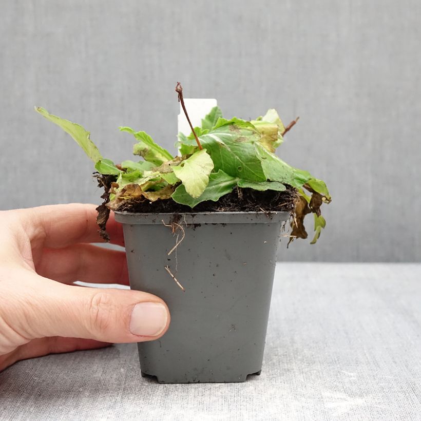 Example of Primevère hybride Oak Leaf Yellow Picotee Godet de 8/9 cm as you get in hiver