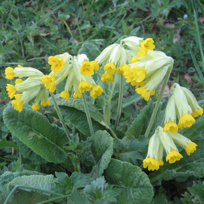 Primula veris - Primevère officinale, Coucou (Plant habit)
