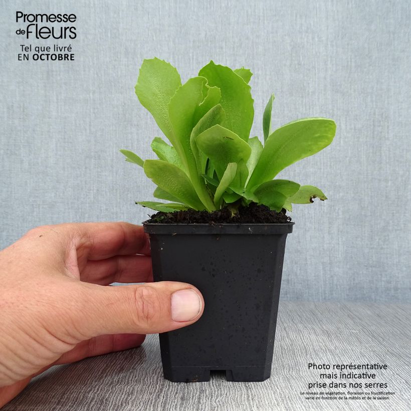 Spécimen de Primevère oreille d'ours - Primula auricula en mélange Godet de 8/9 cm tel que livré en automne