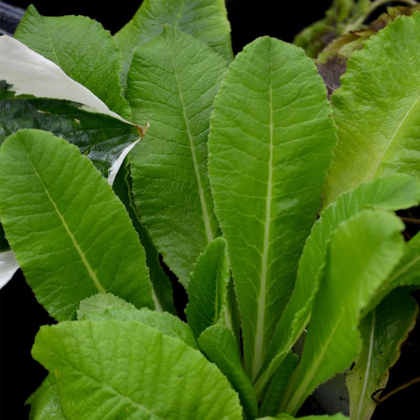 Primevère - Primula denticulata Alba (Foliage)