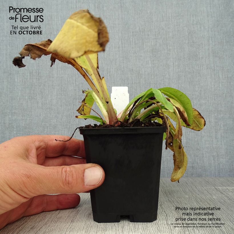 Spécimen de Primevère - Primula denticulata Cashmeriana Godet de 8/9 cm tel que livré en automne