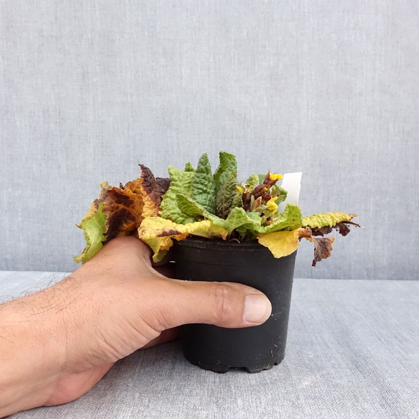 Spécimen de Primevère - Primula elatior Veristar Yellow Gold Godet de 8/9 cm tel que livré en été