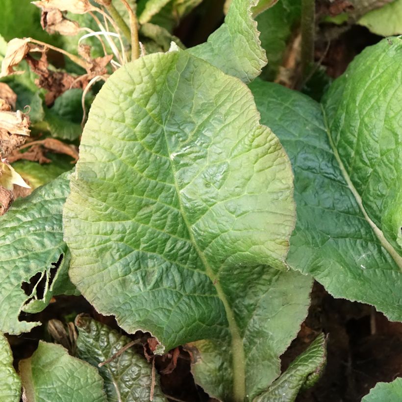 Primevère - Primula elatior Veristar Yellow Gold (Feuillage)