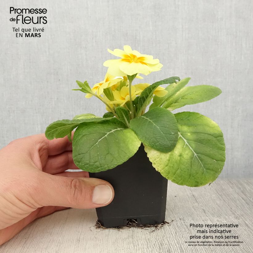 Example of Primevère Rambo F1 Lemon Cream - Primula acaulis Godet de 8/9 cm as you get in printemps