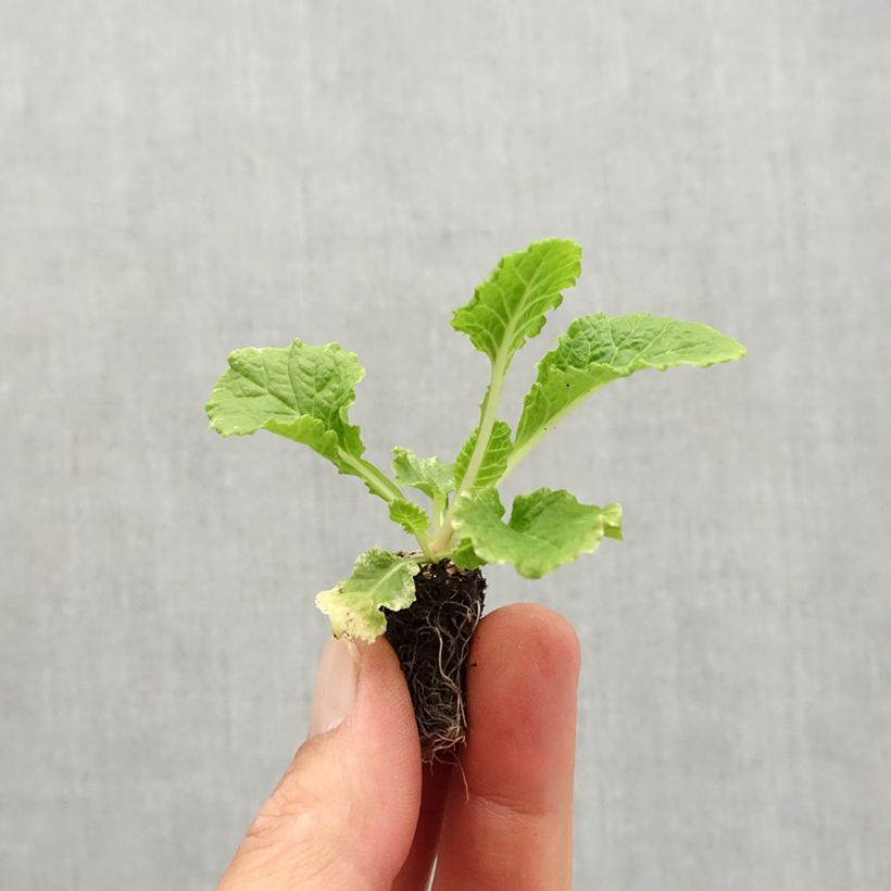 Example of Primevere Rosebud F1 Crocus Blue - Primula acaulis Mini-motte Ø 1,5/2,5 cm as you get in automne