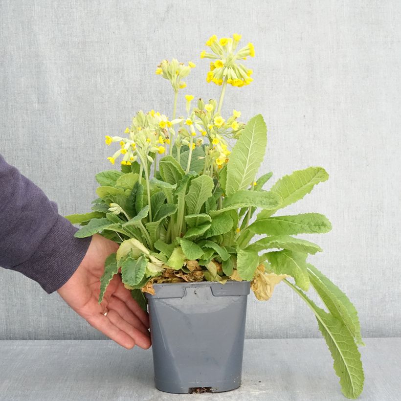 Spécimen de Primevère vulgaris Pot de 2L/3L tel que livré au printemps