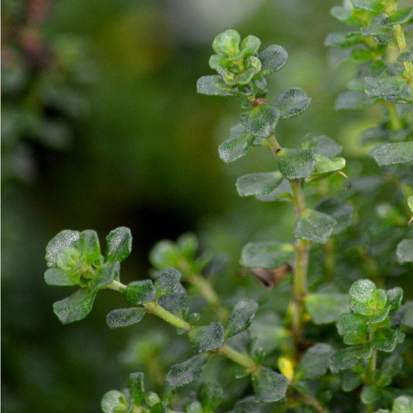Prostanthera cuneata - Menthe Australienne (Foliage)