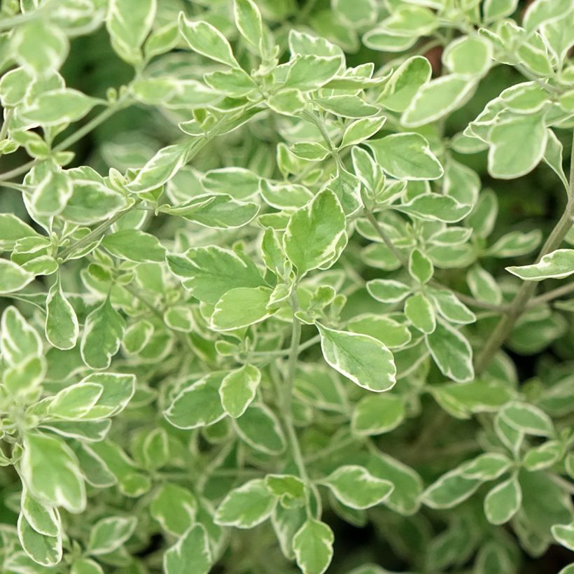 Prostanthera ovalifolia Variegata - Menthe australienne panachée. (Foliage)