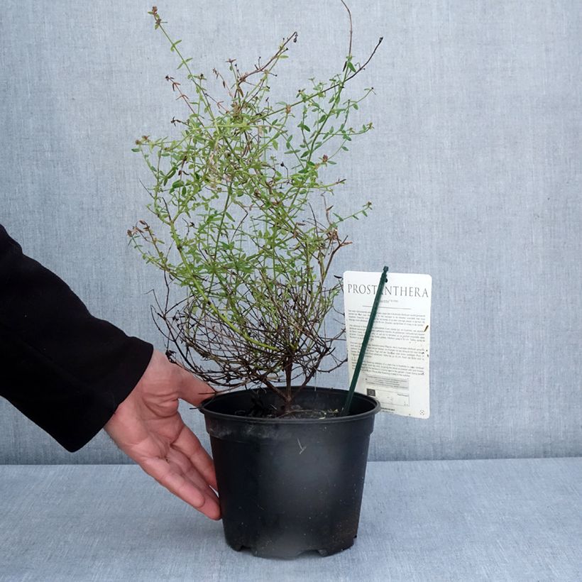 Spécimen de Prostanthera Rosetta - Menthe australienne Pot de 2L/3L tel que livré au printemps