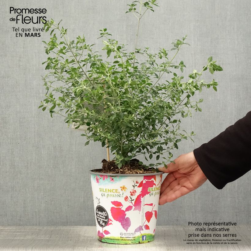 Example of Prostanthera rotundifolia - Menthe Australienne Pot de 4L/5L as you get in printemps