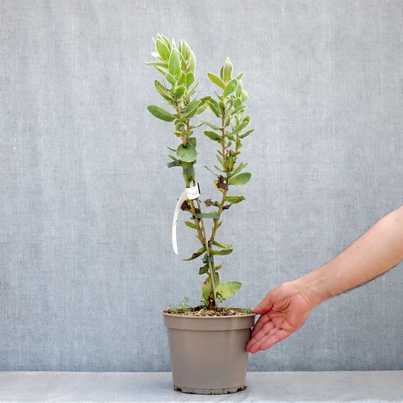 Example of Protea eximia - Protée à feuilles larges Pot de 3L/4L as you get in printemps