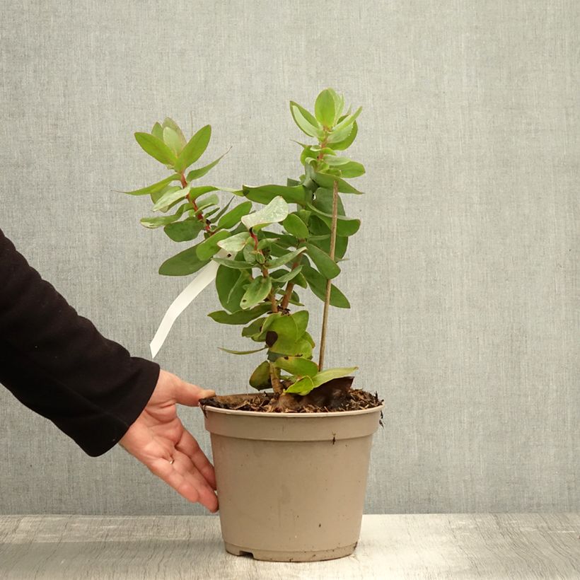 Example of Protea magnifica - Protée magnifique, Reine Protée Pot de 3L/4L as you get in automne