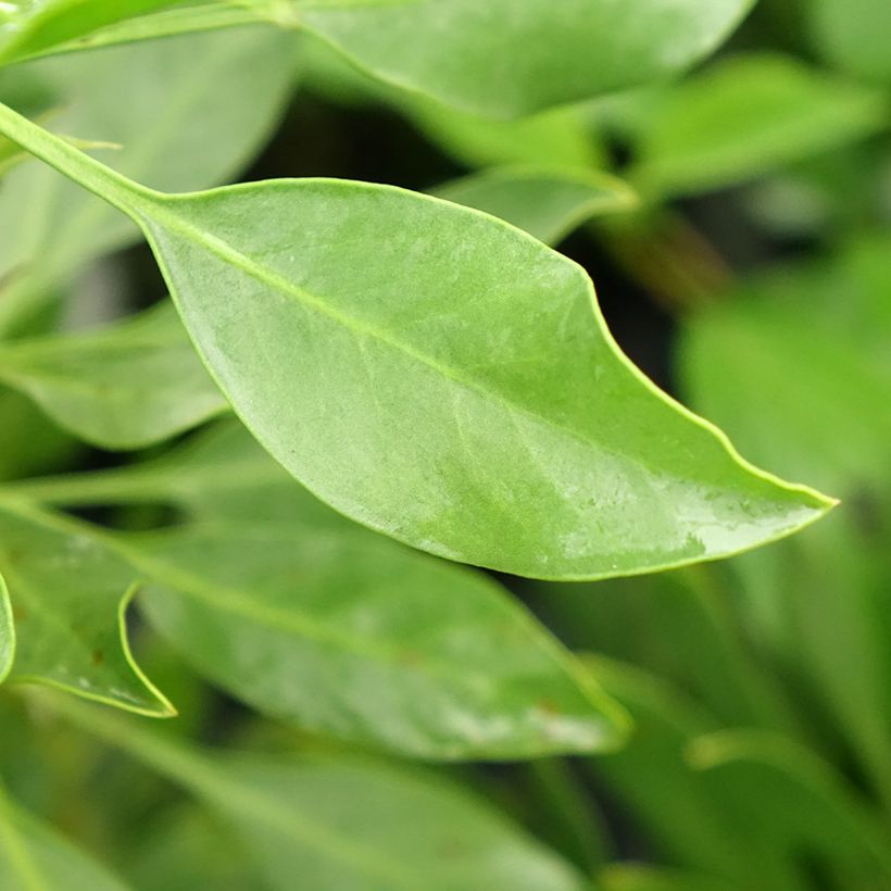 Protea White Crown - Protée royale miniature (Foliage)