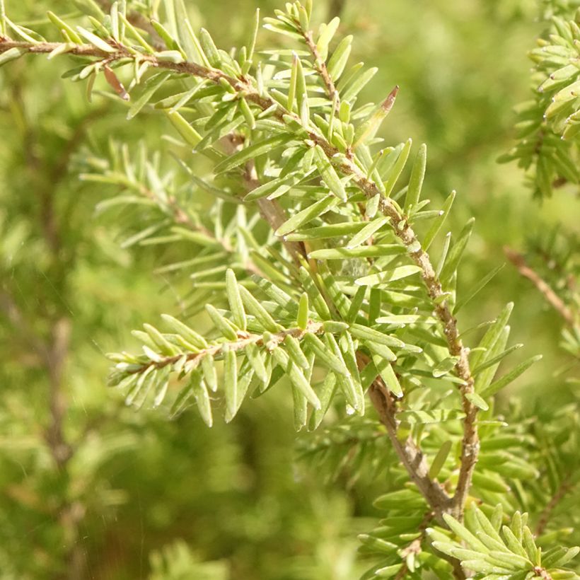 Pruche de l'Ouest - Tsuga heterophylla (Foliage)