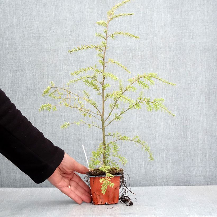 Example of Pruche de l'Ouest - Tsuga heterophylla Godet de 8/9 cm as you get in printemps