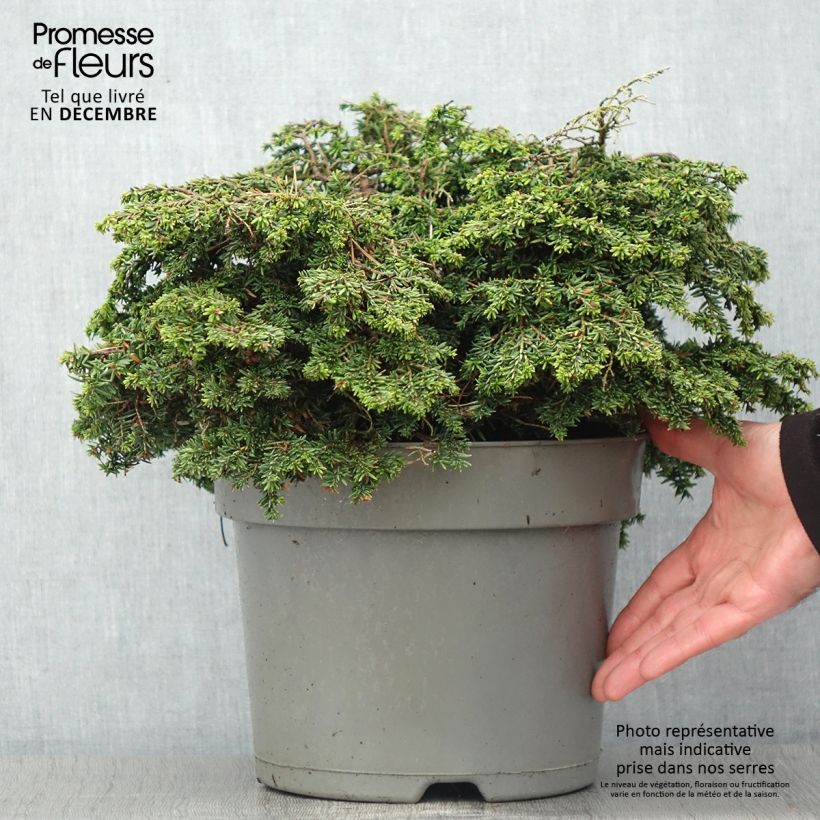 Spécimen de Pruche du Canada - Tsuga canadensis Popeleski                     Pot de 7,5L/10L tel que livré en automne