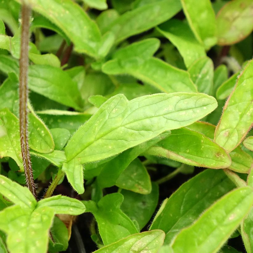 Prunella grandiflora Altenberg Rosa - Brunelle à grandes fleurs (Foliage)