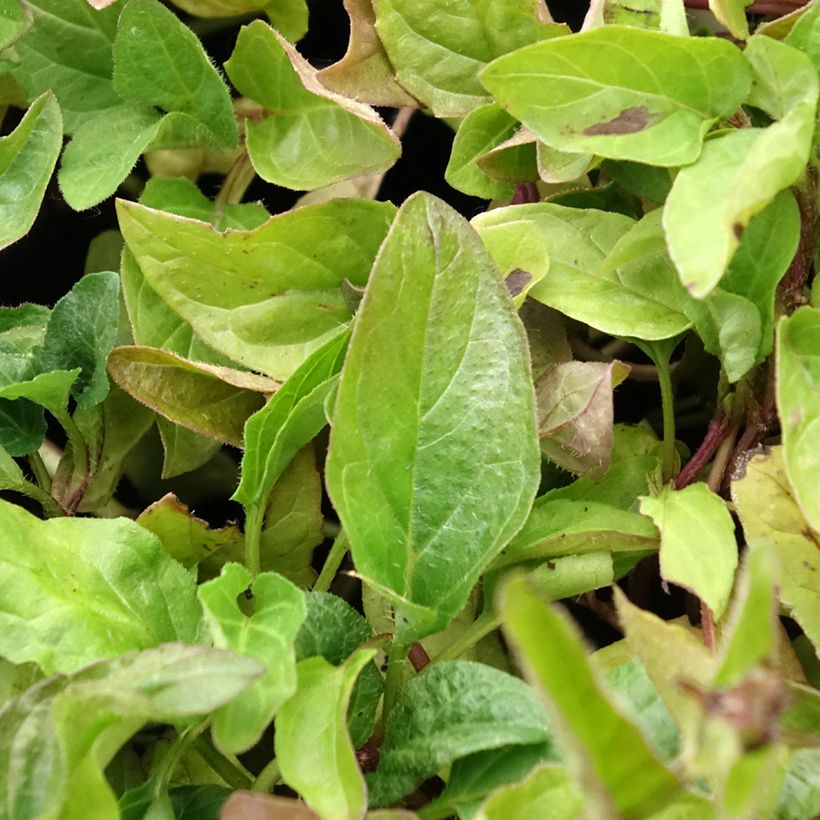 Prunella vulgaris - Brunelle commune (Foliage)