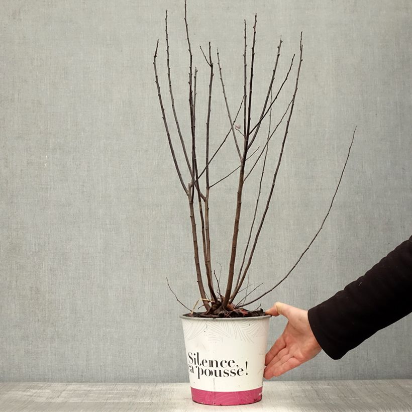 Spécimen de Prunier à fleurs - Prunus cerasifera Nigra Pot de 3L/4L, Buisson, Touffe tel que livré en automne