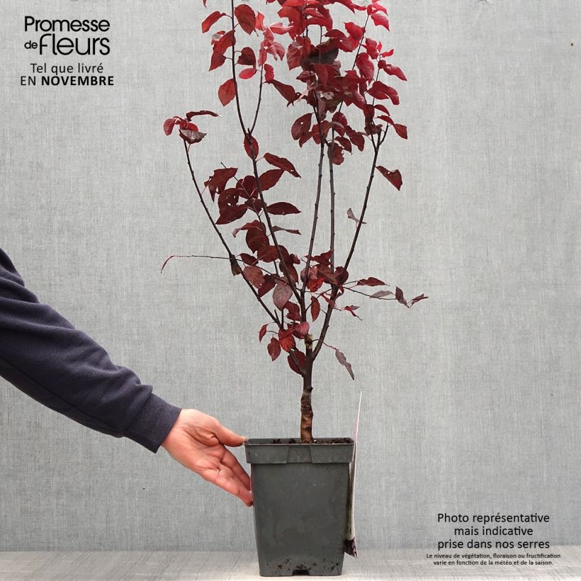 Spécimen de Prunier à fleurs - Prunus cerasifera Nigra Pot de 4L/5L, Tige, Tige de 20 cm tel que livré en automne