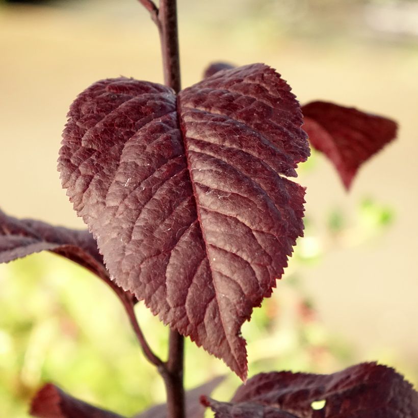 Prunier à fleurs - Prunus cerasifera Nigra (Foliage)