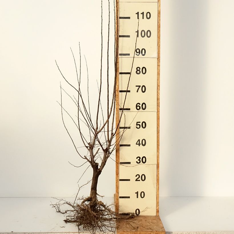 Example of Prunier à fleurs - Prunus cerasifera Nigra Racines nues, Buisson, 3/5 branches as you get in hiver