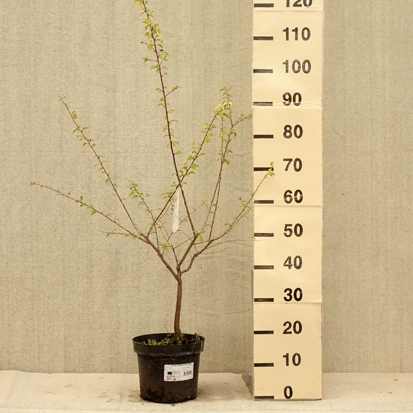 Spécimen de Prunier à fleurs - Prunus cerasifera Złoty Obłok Pot de 4L/5L tel que livré en été