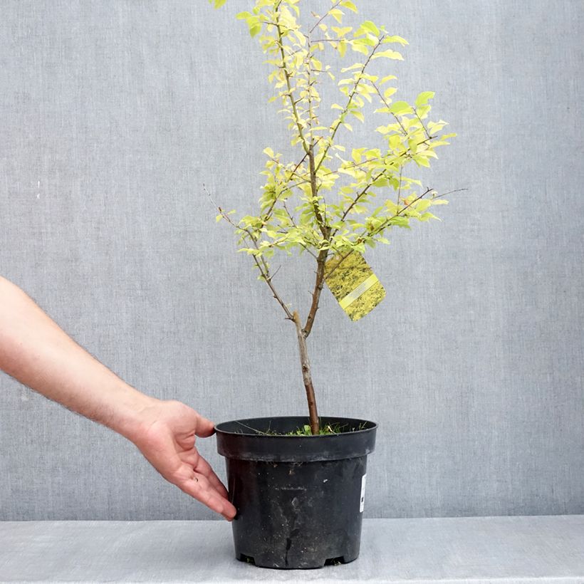 Example of Prunier à fleurs - Prunus cerasifera Złoty Obłok Pot de 4L/5L as you get in printemps