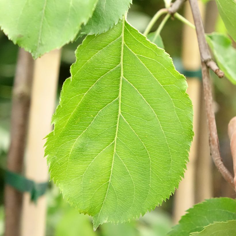 Prunier Altesse Double - Quetsche italienne (Foliage)