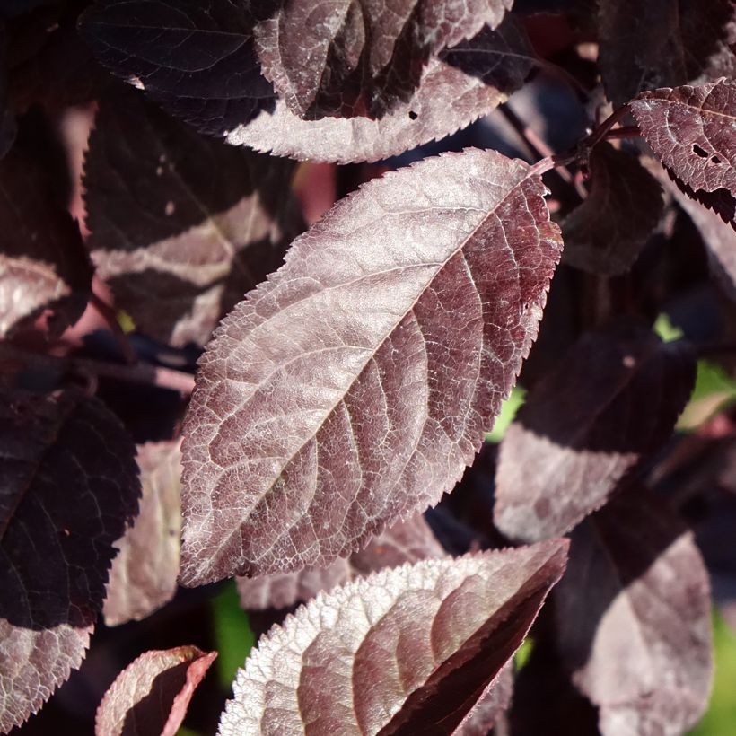 Prunier cerise - Prunus cerasifera Hollywood (Foliage)