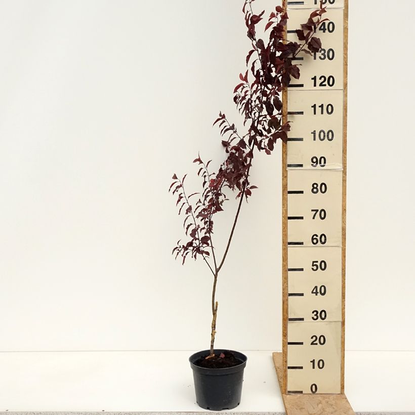 Example of Prunier cerise - Prunus cerasifera Hollywood Pot de 4L/5L as you get in printemps