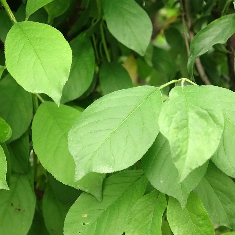 Prunier Duo Black Amber et Golden Japan (Feuillage)