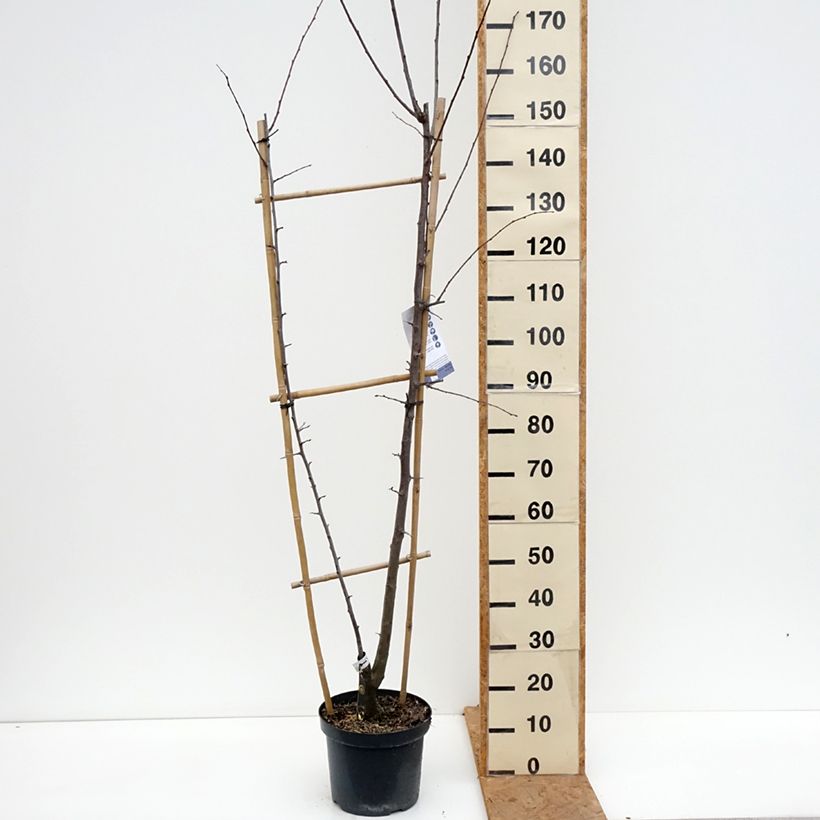 Spécimen de Prunier Duo Opal et Victoria Pot de 7,5L/10L, Palmette simple U tel que livré en automne