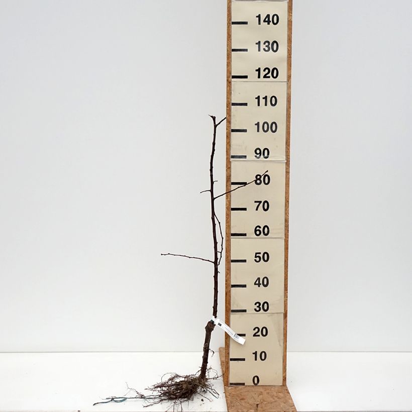 Spécimen de Prunier japonais Black Amber Bio - Prunus salicina Racines nues, Scion tel que livré en hiver