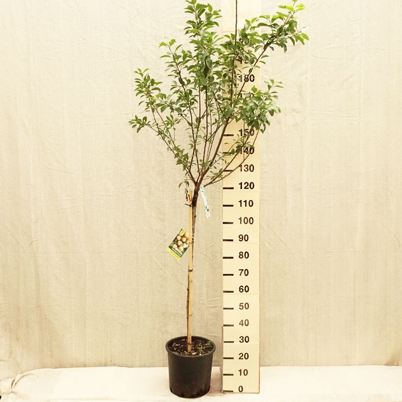 Spécimen de Prunier Mirabelle de Nancy Pot de 7,5L/10L, Demi-Tige tel que livré au printemps