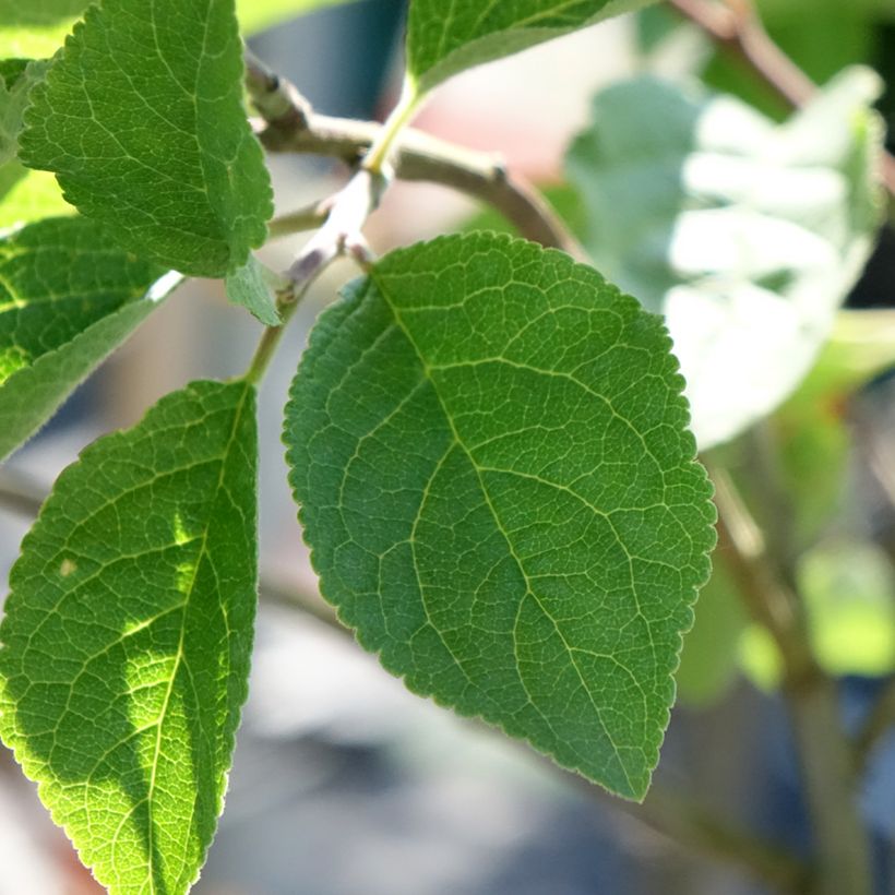 Prunier Monsieur Hâtif (Feuillage)